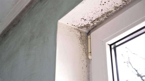 Best Affordable Mold Removal  in Monte Vista, CO