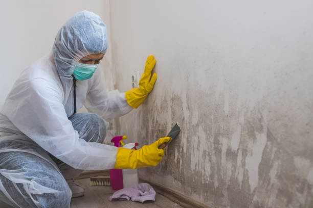 Best Fast Mold Removal  in Monte Vista, CO