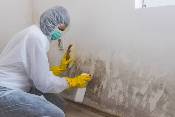 Best Mold Damage Repair  in Monte Vista, CO