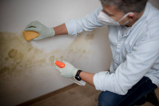 Best Home Mold Removal  in Monte Vista, CO