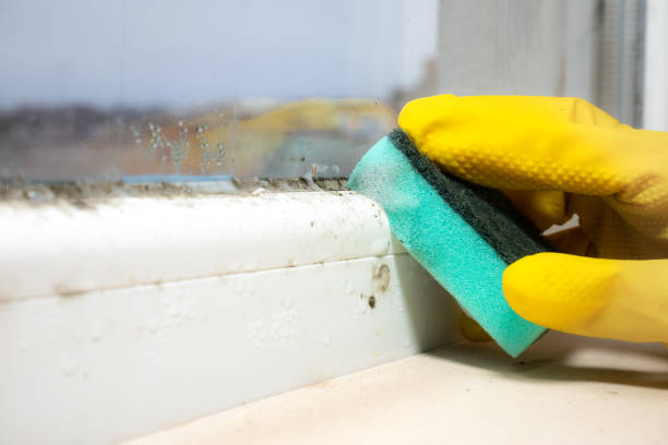 Best Attic Mold Removal  in Monte Vista, CO