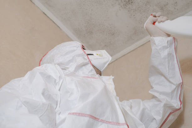 Monte Vista, CO Mold Removal Company
