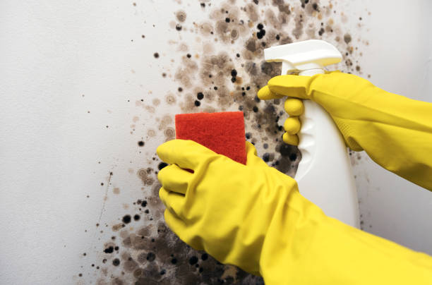 Home Mold Removal in Monte Vista, CO