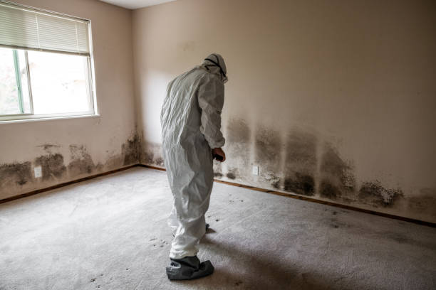 Best Local Mold Removal Service  in Monte Vista, CO