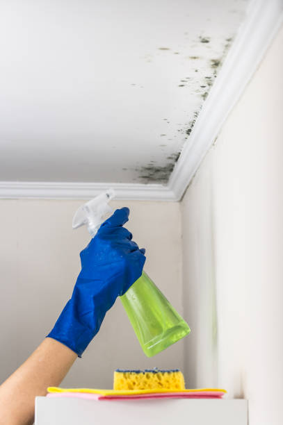 Best Best Mold Removal Companies  in Monte Vista, CO